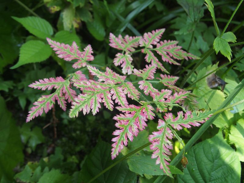 Mistero rosseggiante:  Myrrhis odorata (in sofferenza?)