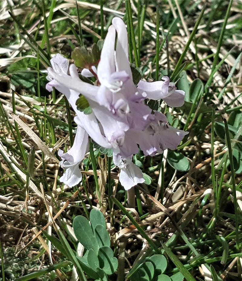 Corydalis sp.