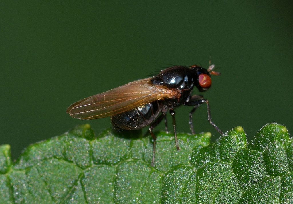 Calliopum sp. (Lauxaniidae)