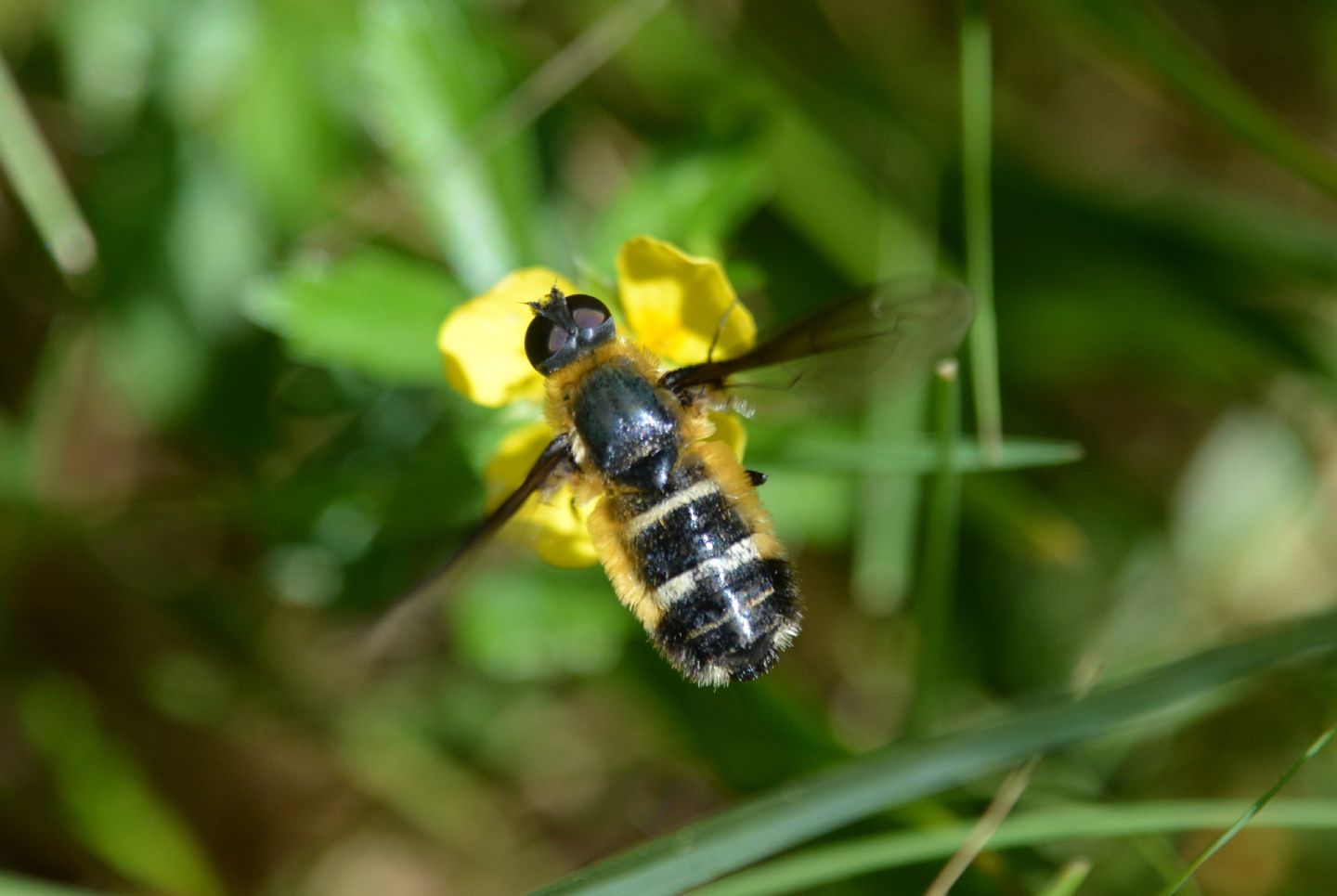 Villa sp. (Bombyliidae)
