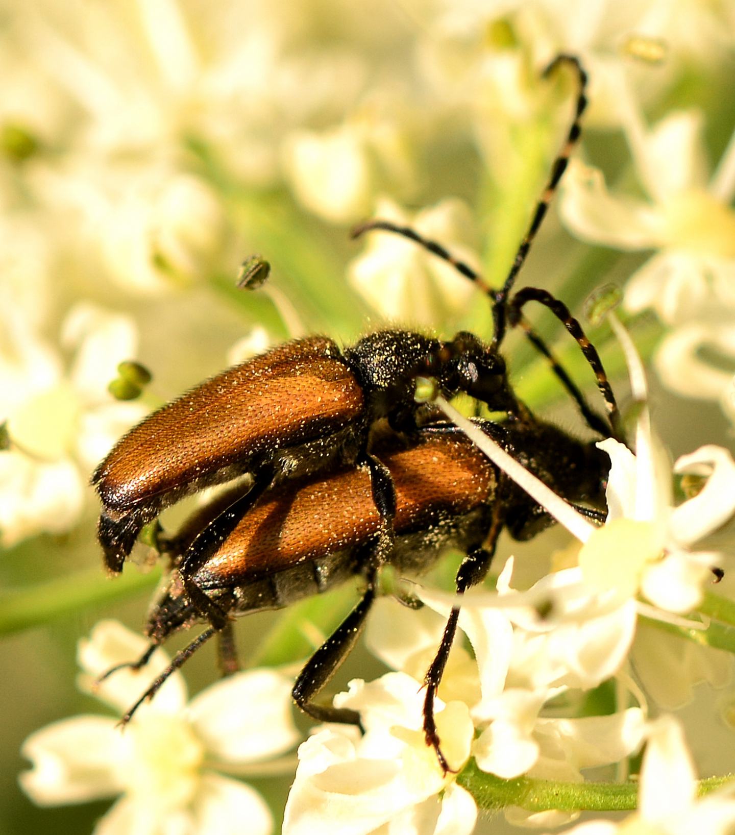Cerambycidae: Paracorymbia  maculicornis