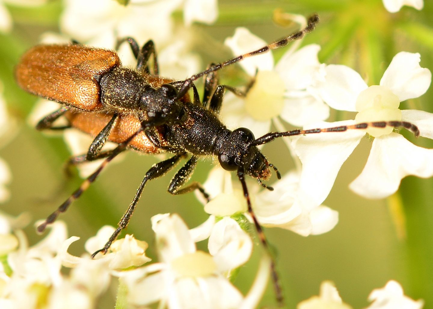 Cerambycidae: Paracorymbia  maculicornis