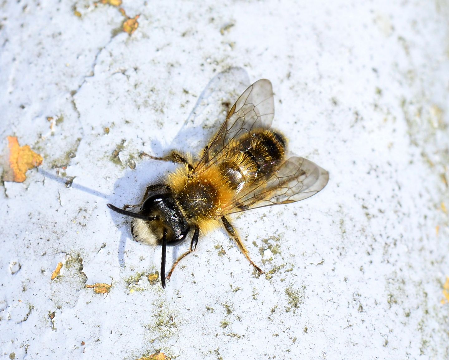 Apidae Andreninae:   Andrena sp., maschio