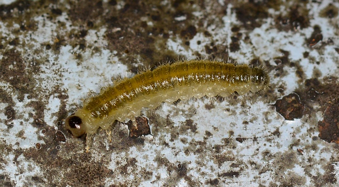 Larva di Tenthredinidae