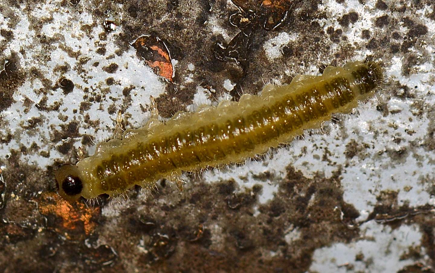 Larva di Tenthredinidae