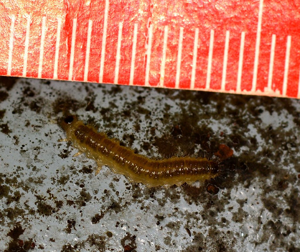 Larva di Tenthredinidae