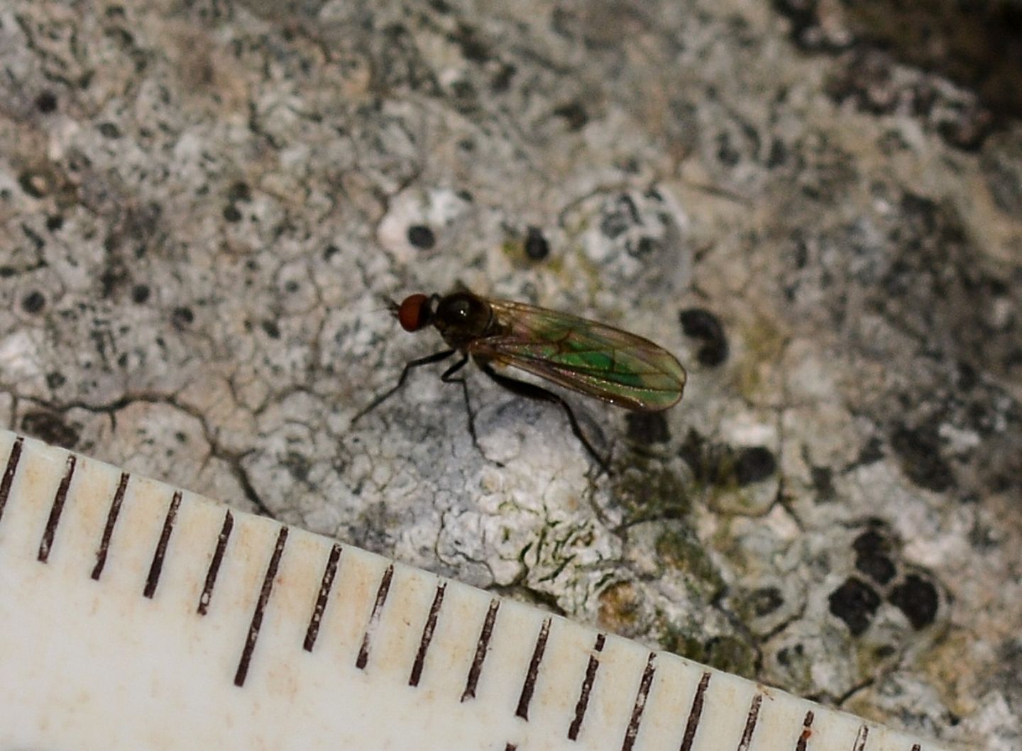 Hybos culiciformis (Hybotidae), femmina