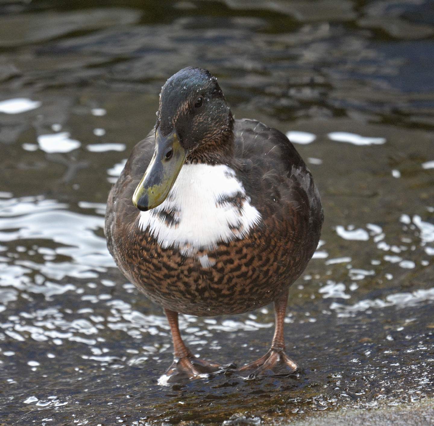 strano anatidae:  ibrido tra germano e anatra muta