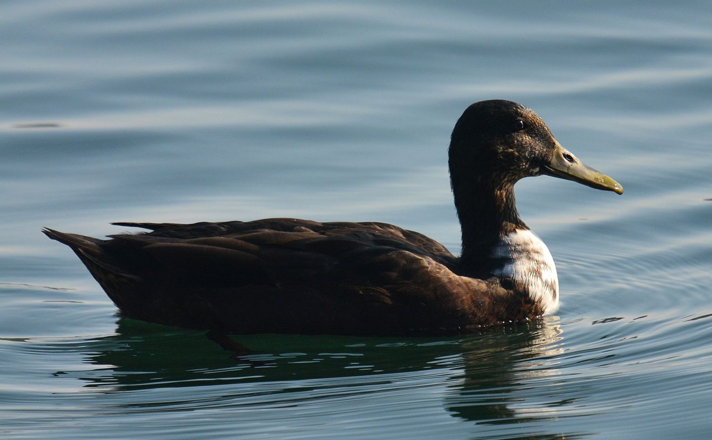 strano anatidae:  ibrido tra germano e anatra muta