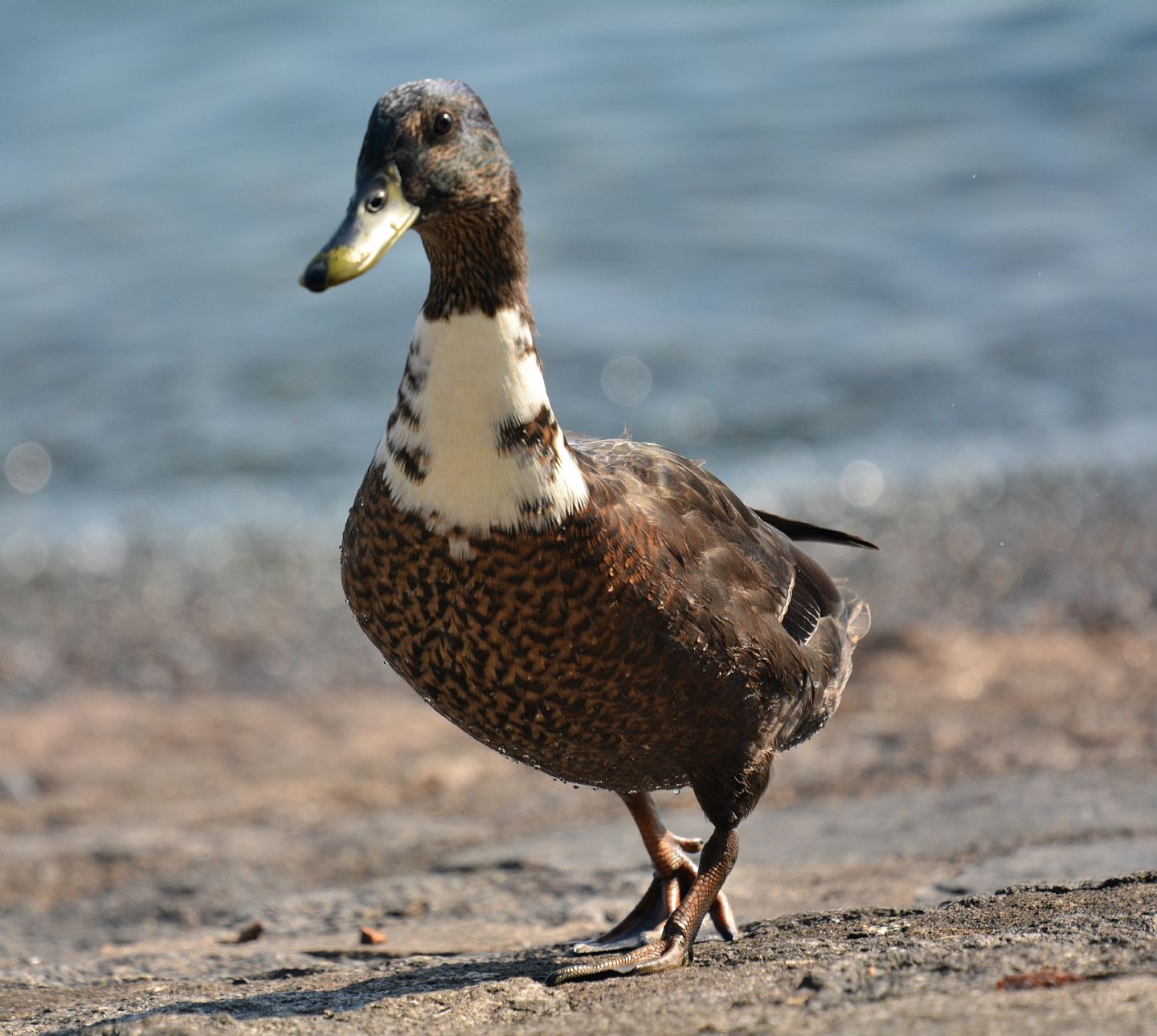 strano anatidae:  ibrido tra germano e anatra muta