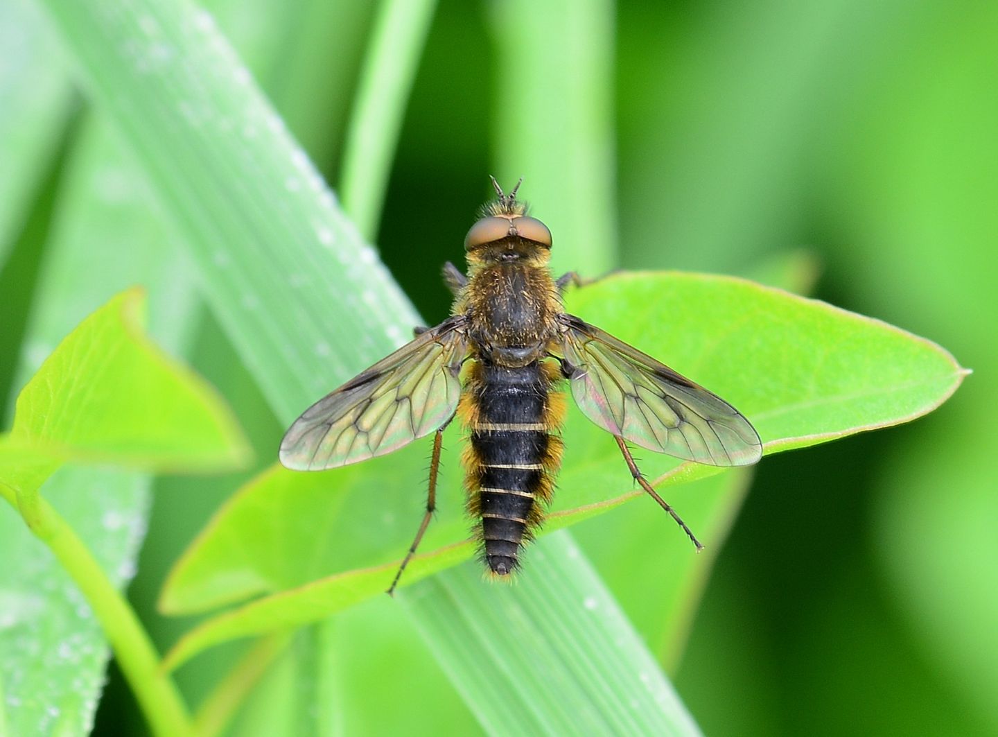 Tabanidae ?  No, Therevidae da id.