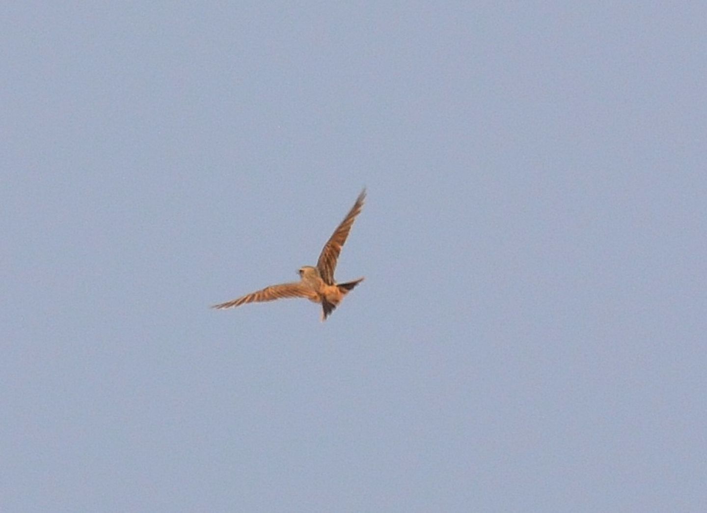 Alaudidae ? S, Cappellaccia (Galerida cristata)