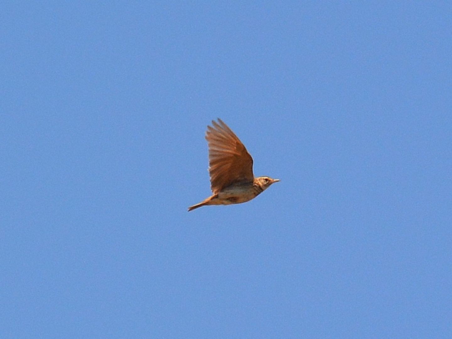 Alaudidae ? S, Cappellaccia (Galerida cristata)