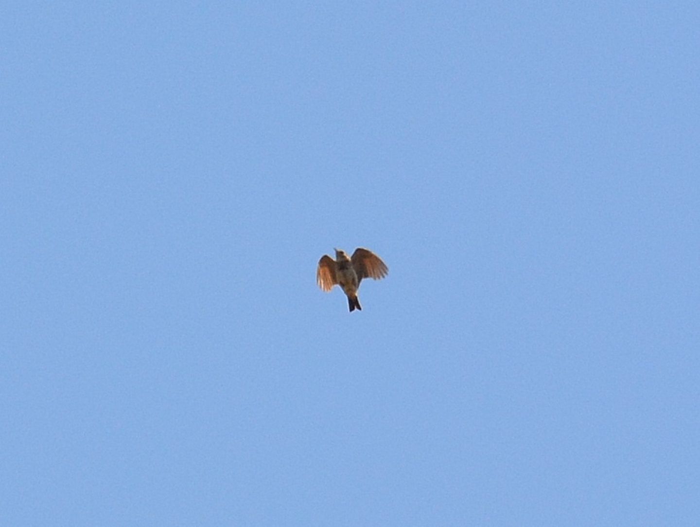 Alaudidae ? S, Cappellaccia (Galerida cristata)