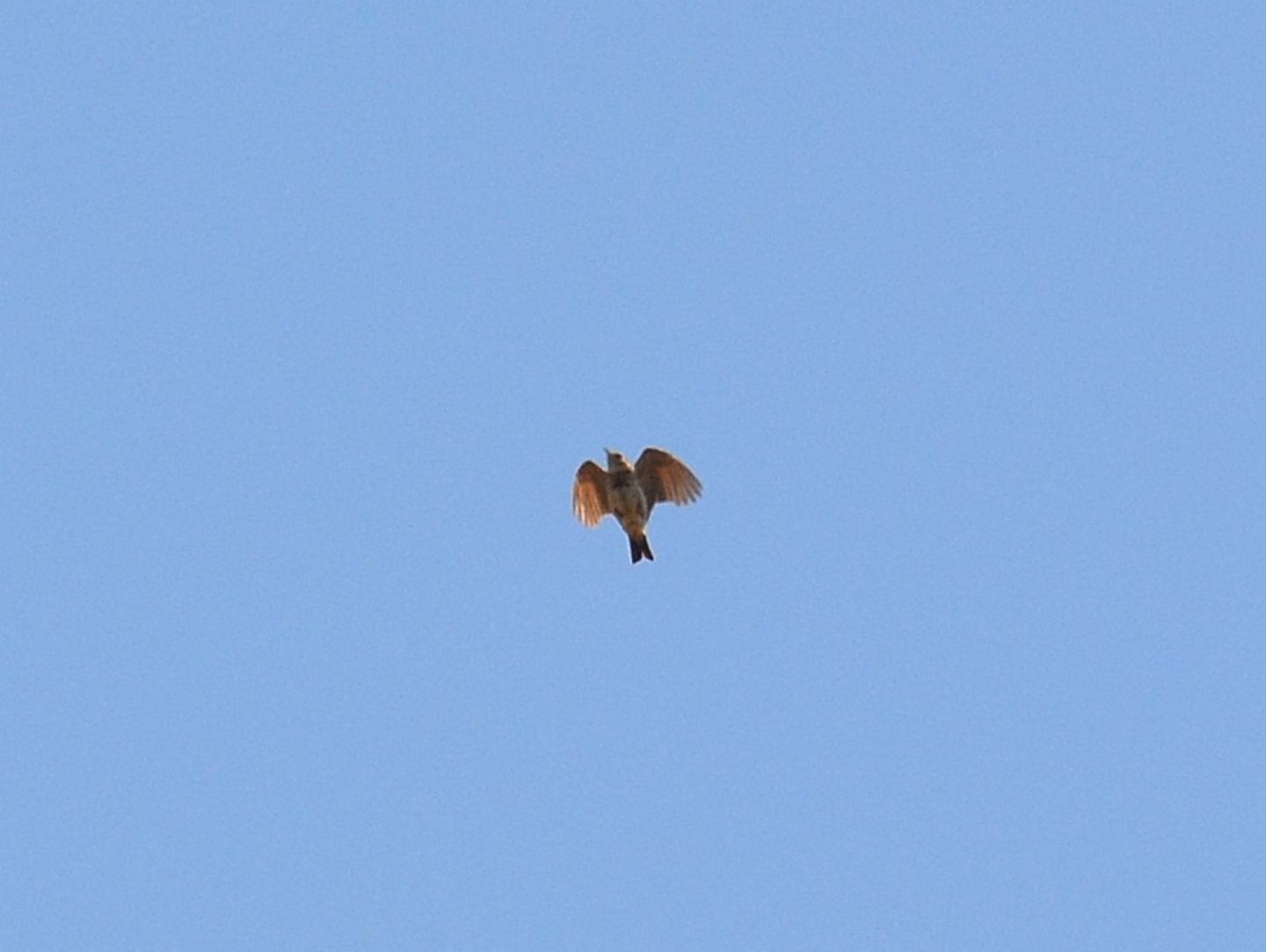 Alaudidae ? S, Cappellaccia (Galerida cristata)