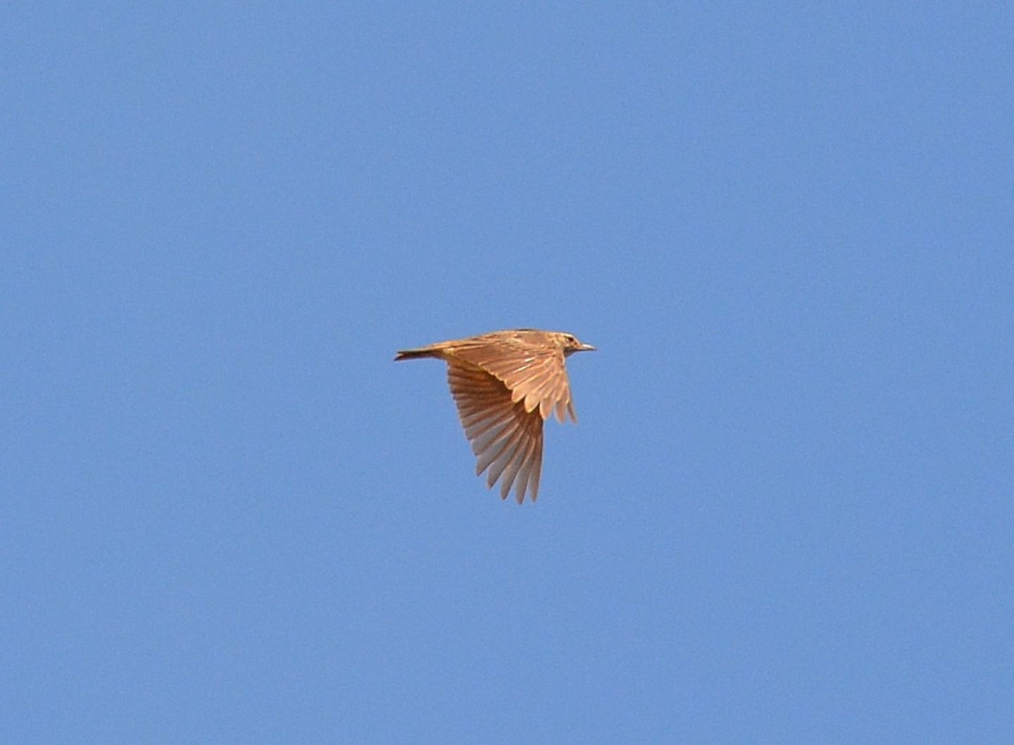 Alaudidae ? S, Cappellaccia (Galerida cristata)