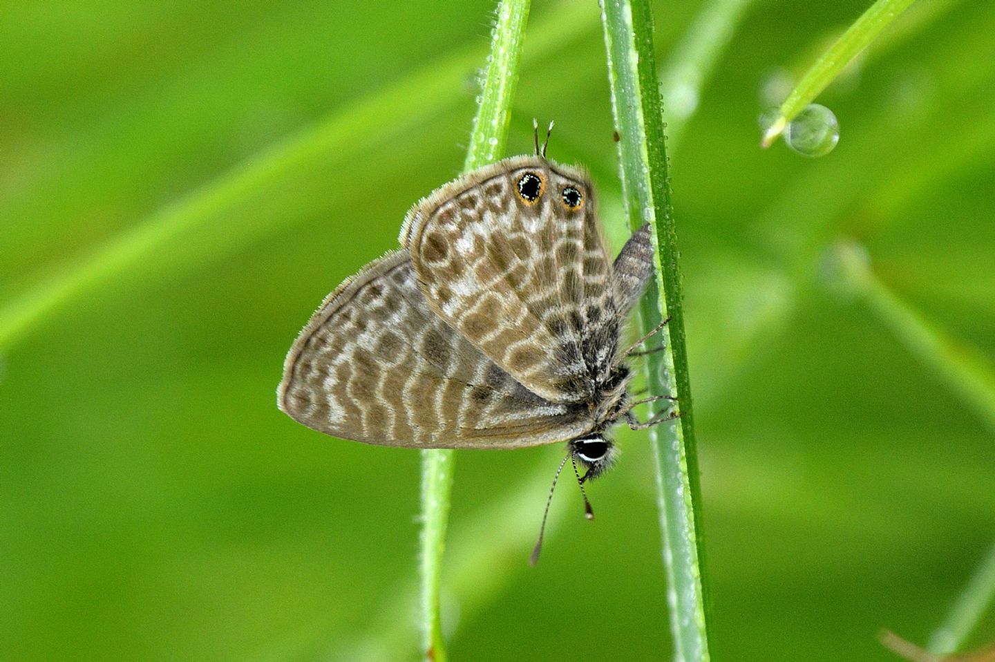 Leptotes pirithous, Lycaenidae