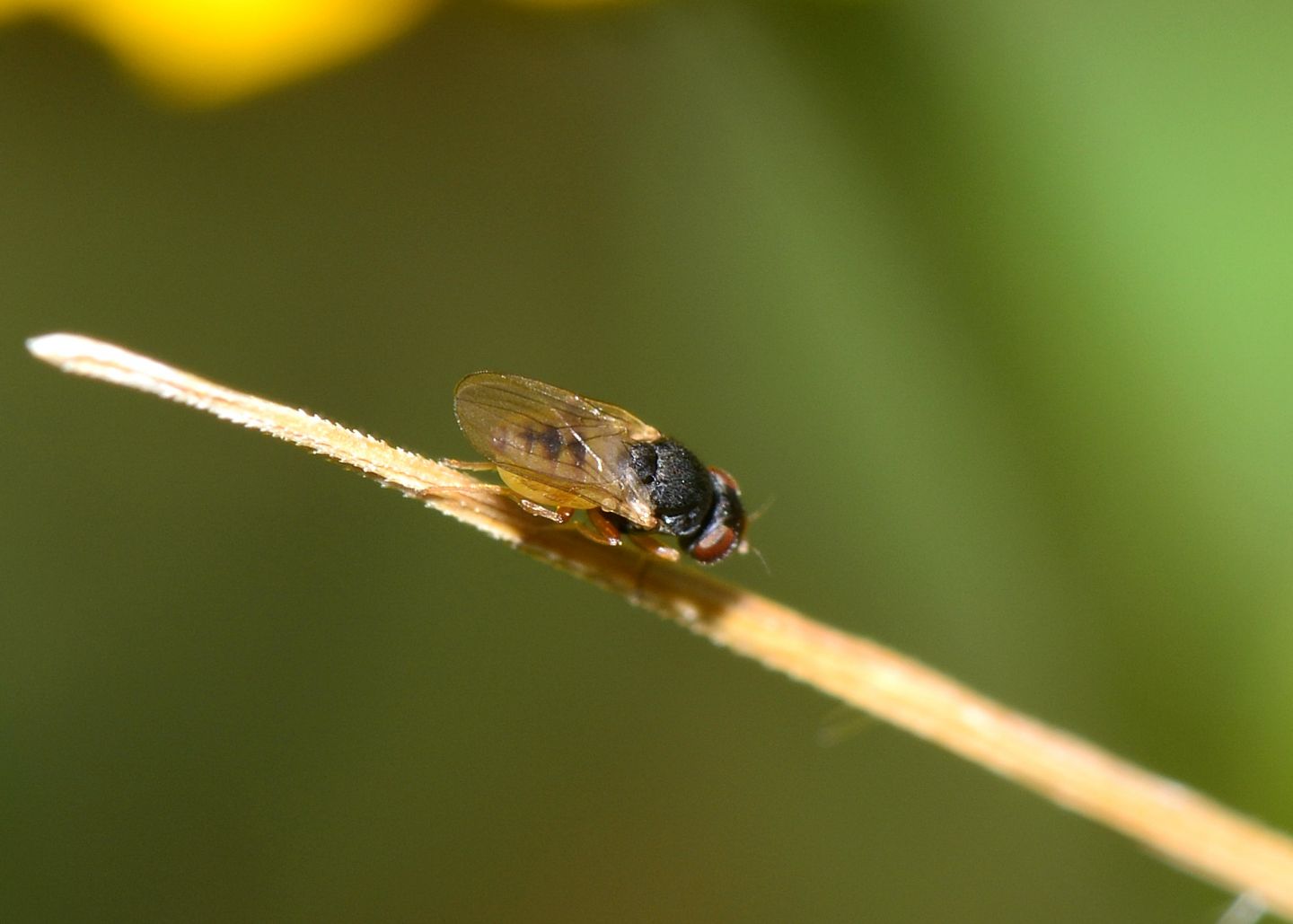 famiglia da id:  Chloropidae