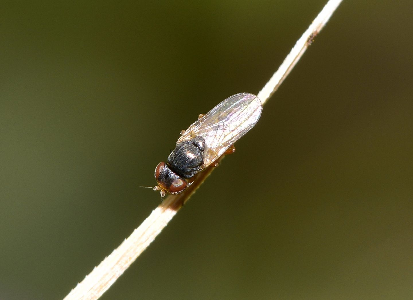 famiglia da id:  Chloropidae