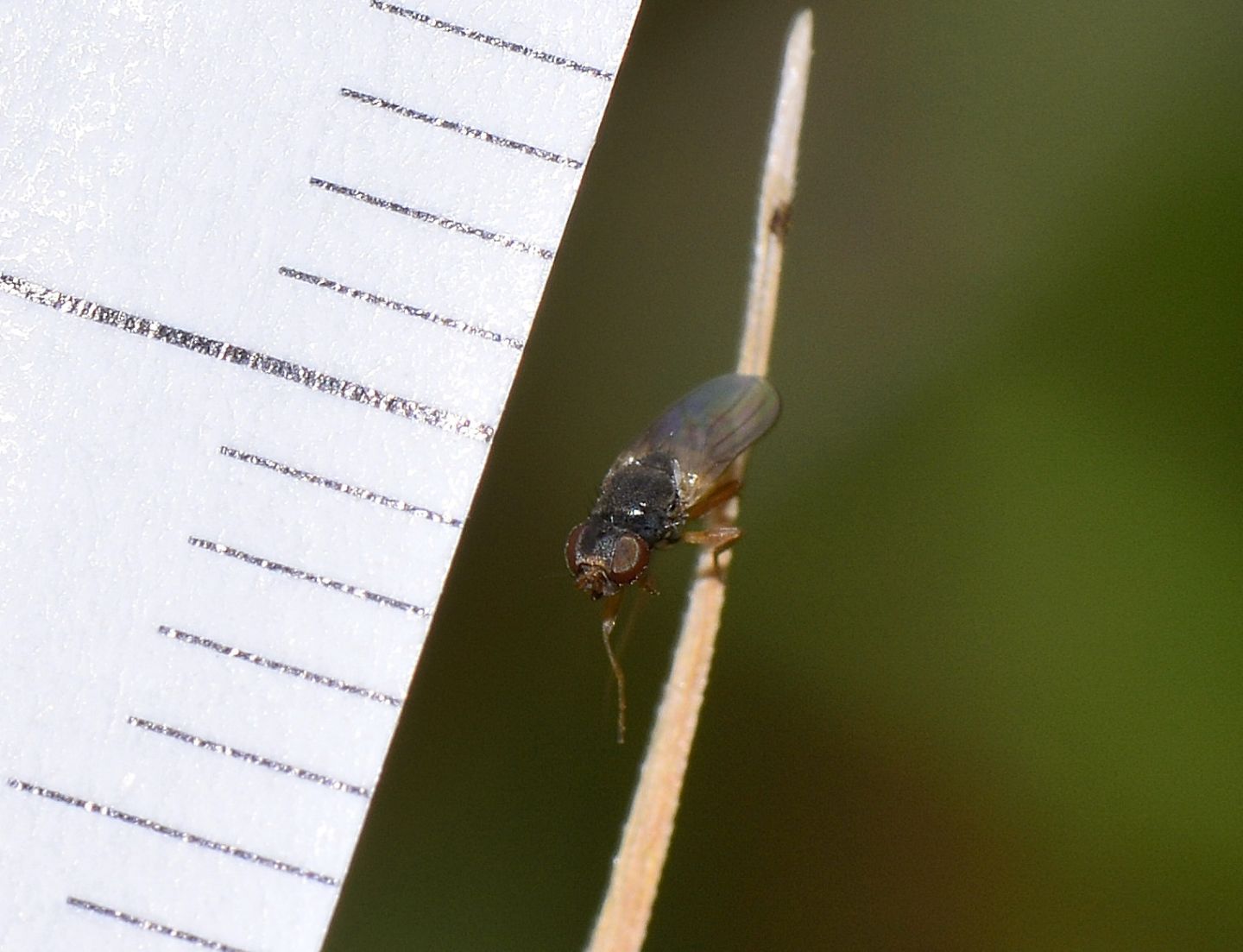 famiglia da id:  Chloropidae