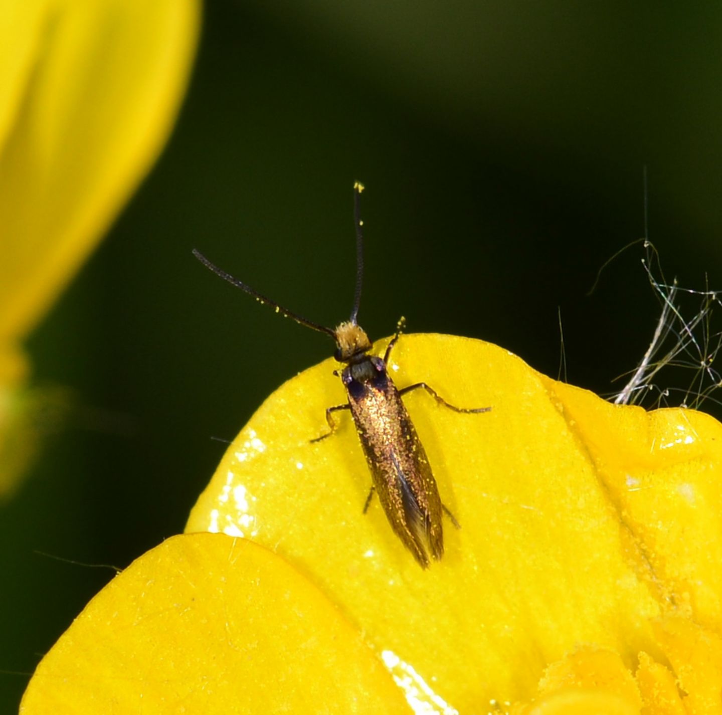 farfallina da id. Micropterix chaltella - Micropterigidae