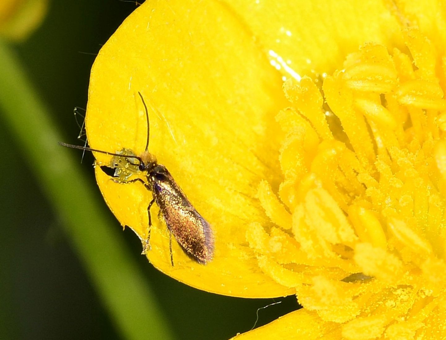 farfallina da id. Micropterix chaltella - Micropterigidae