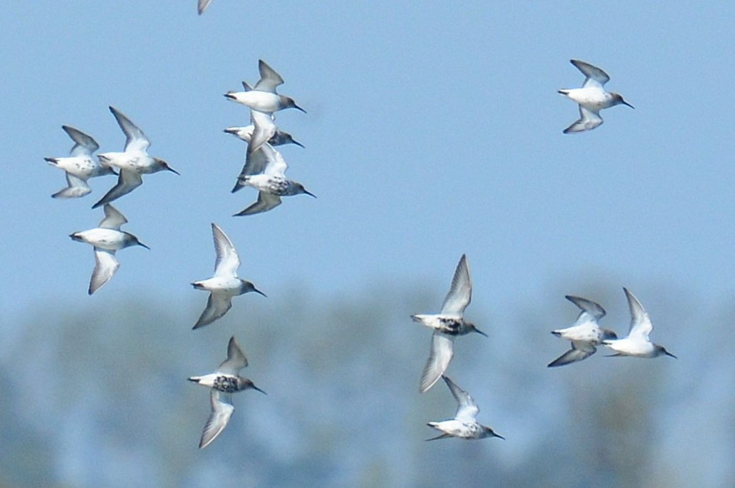 Piovanello pancianera  (Calidris alpina)