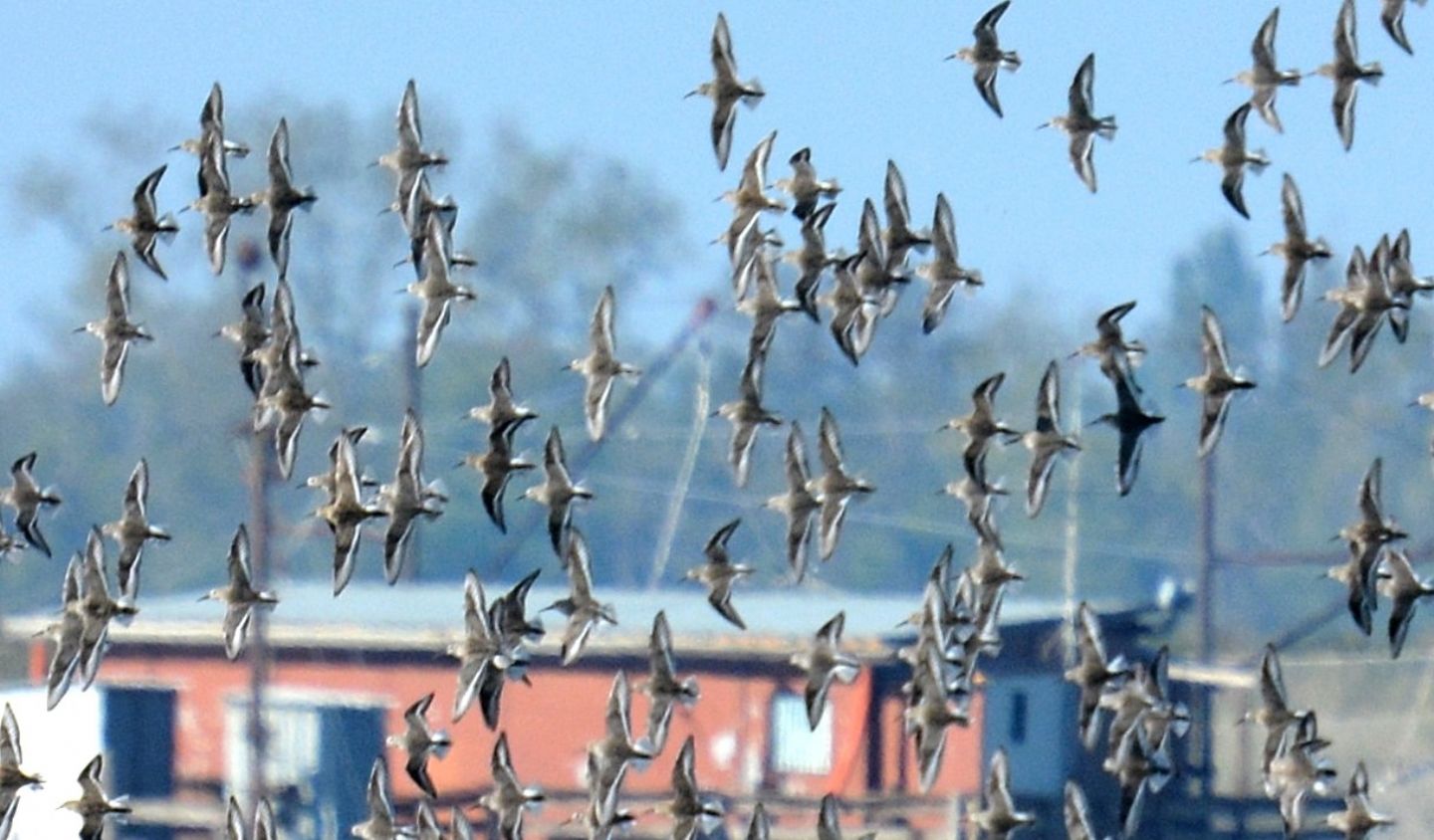 Piovanello pancianera  (Calidris alpina)