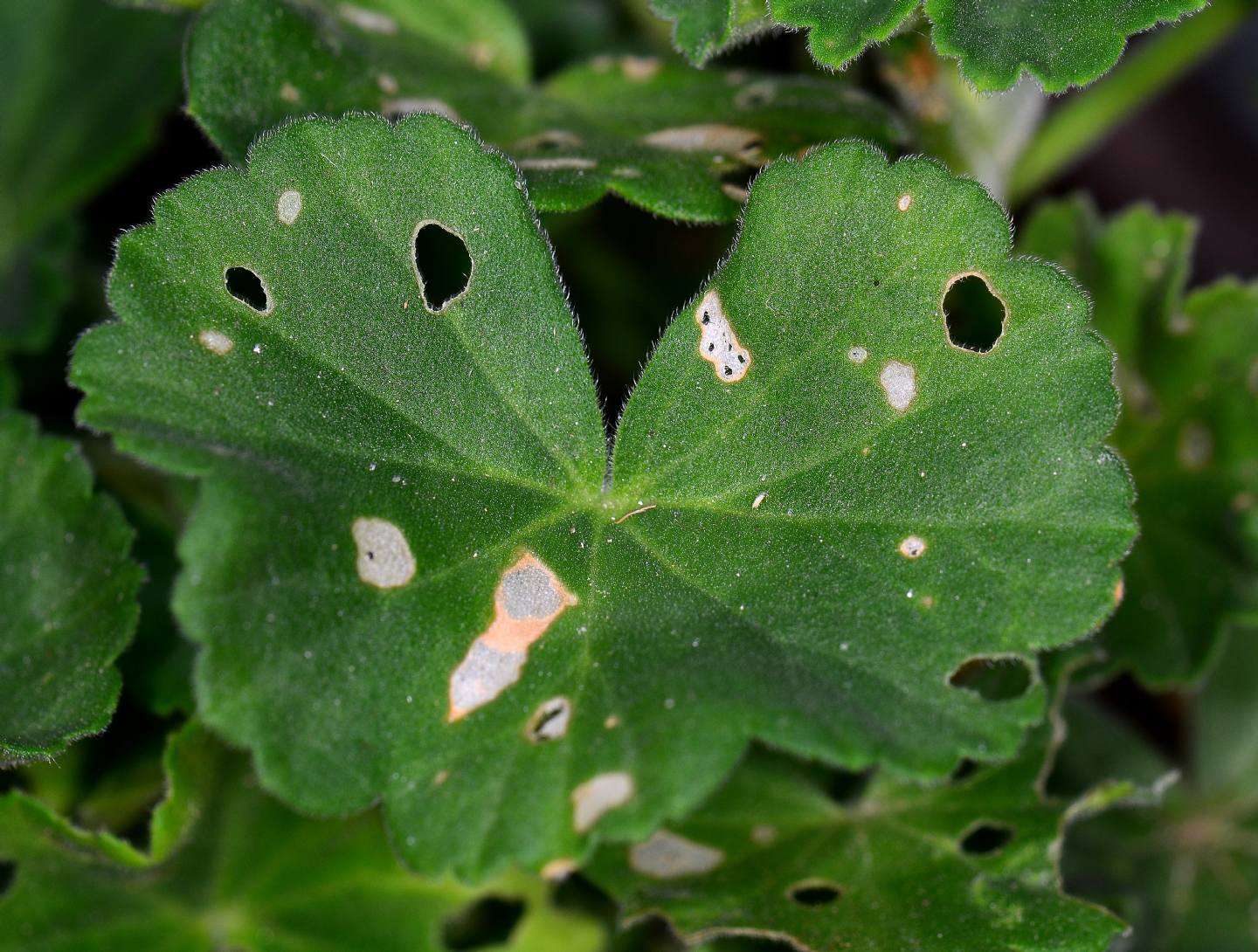 Bruchi dei gerani - Noctuidae Plusiinae