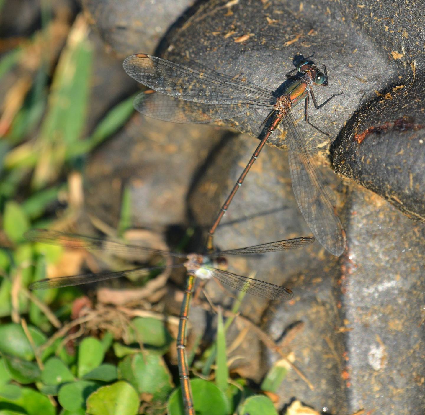 da riconoscere - Chalcolestes viridis maschio