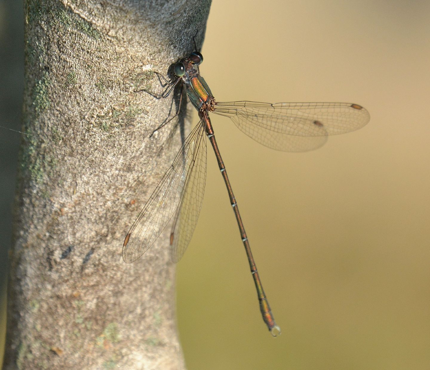 da riconoscere - Chalcolestes viridis maschio