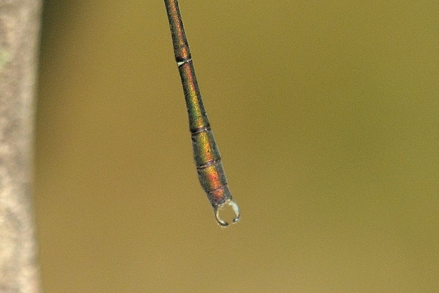 da riconoscere - Chalcolestes viridis maschio