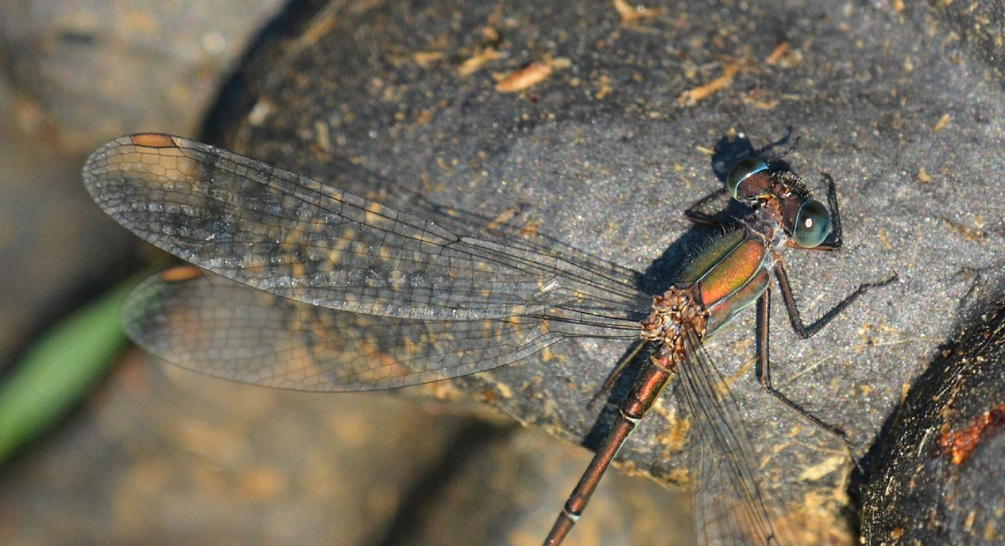 da riconoscere - Chalcolestes viridis maschio