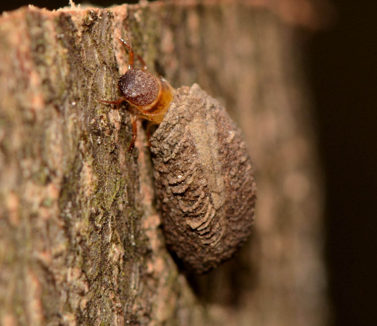 Larva Cryptocephalus sp. (Chrysomelidae)? Forse, o di Clytrino.