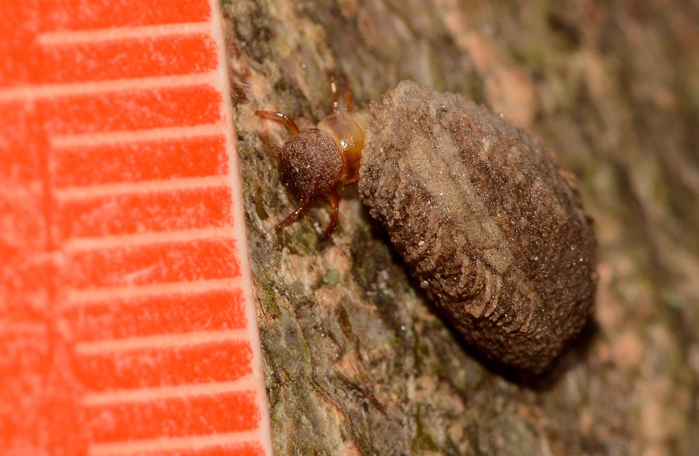Larva Cryptocephalus sp. (Chrysomelidae)? Forse, o di Clytrino.