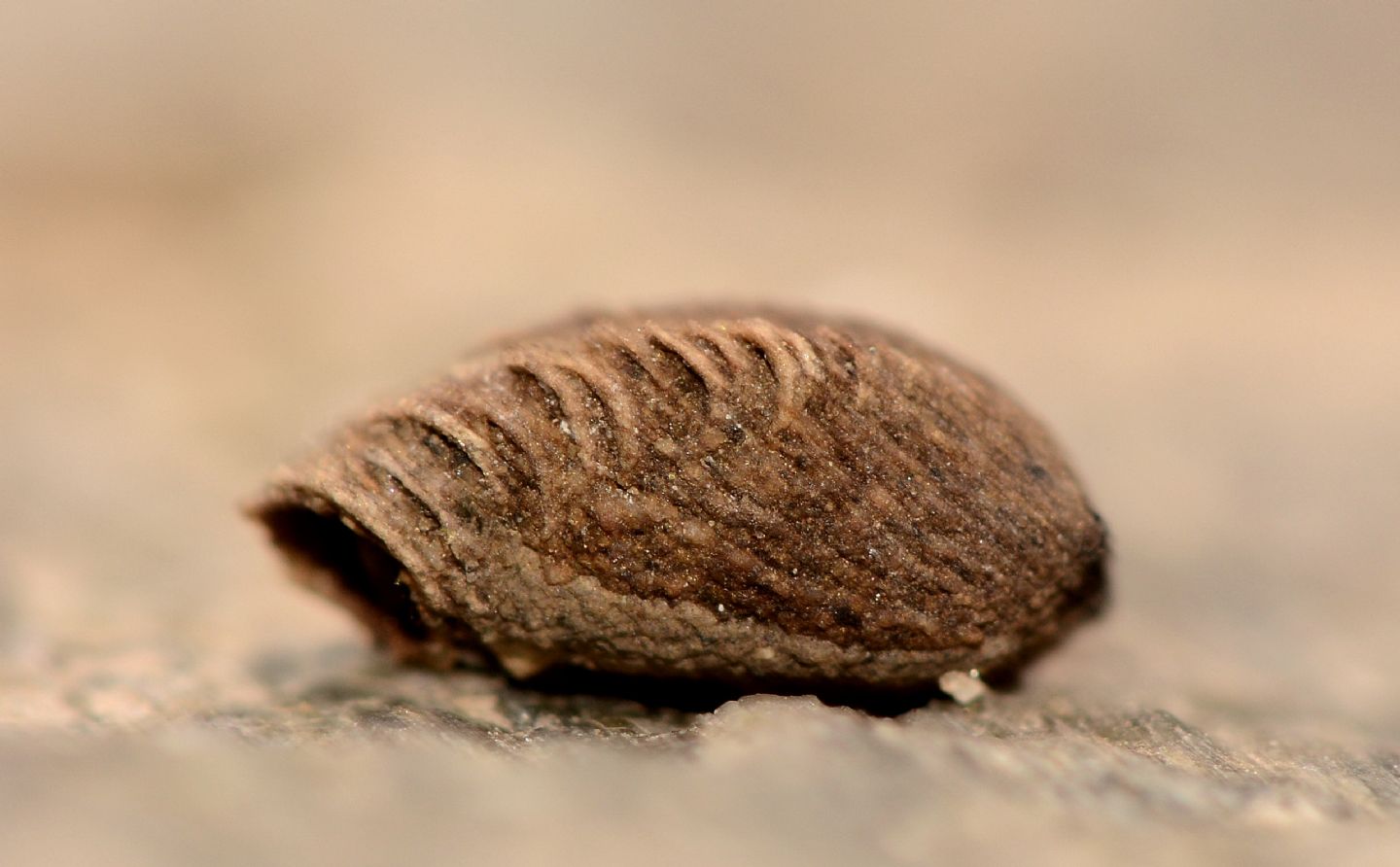 Larva Cryptocephalus sp. (Chrysomelidae)? Forse, o di Clytrino.