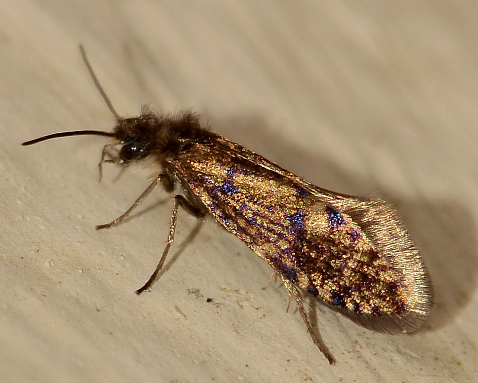 Eriocraniidae: Eriocrania cicatricella