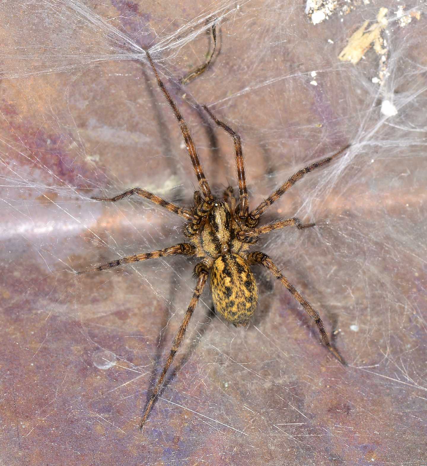 Tegenaria sp.  - Bannio Anzino (VB)