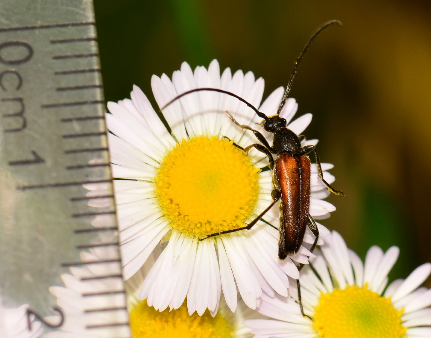 Cerambycidae: Stenurella melanura, maschi