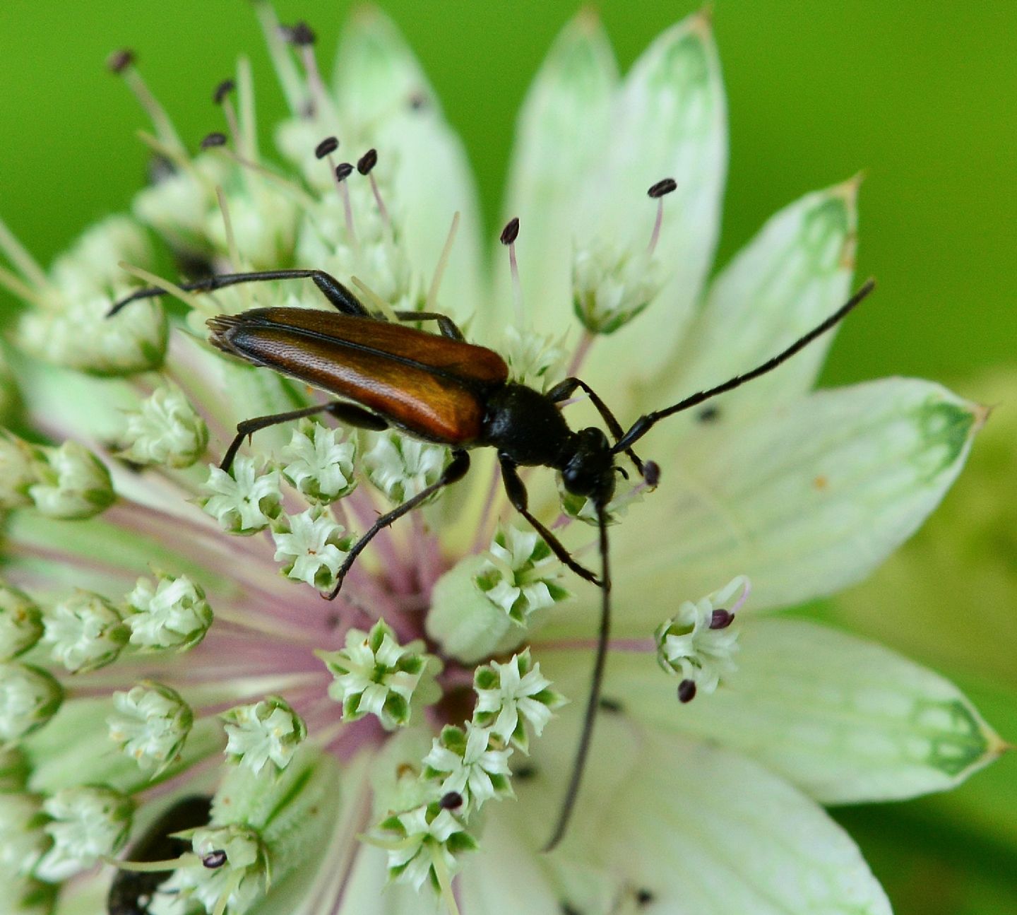 Cerambycidae: Stenurella melanura, maschi