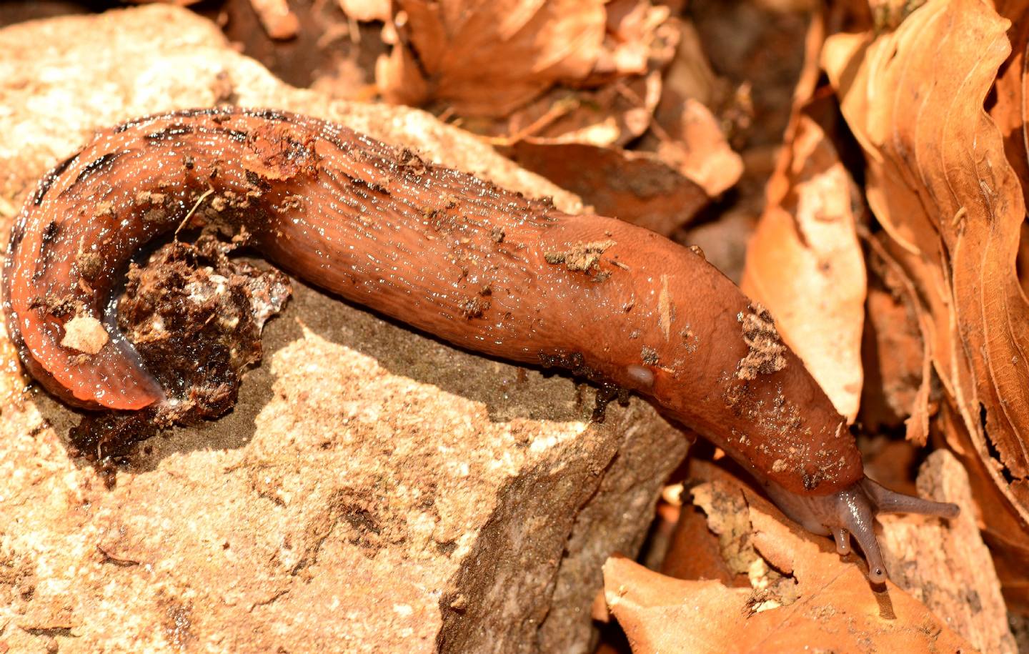 Limax da id - Limax cf. dacampi da Bannio Anzino (VB)