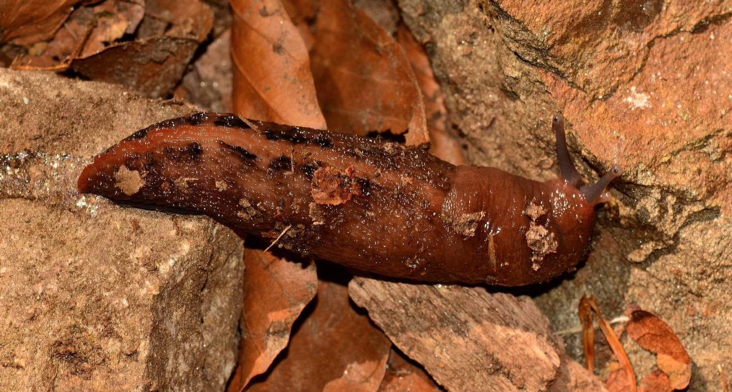 Limax da id - Limax cf. dacampi da Bannio Anzino (VB)