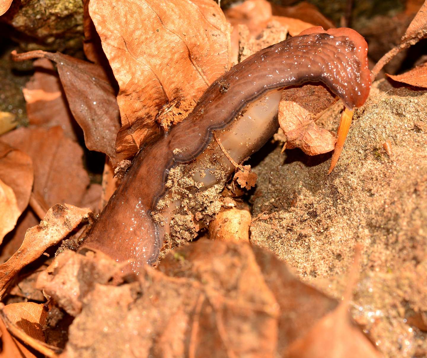 Limax da id - Limax cf. dacampi da Bannio Anzino (VB)