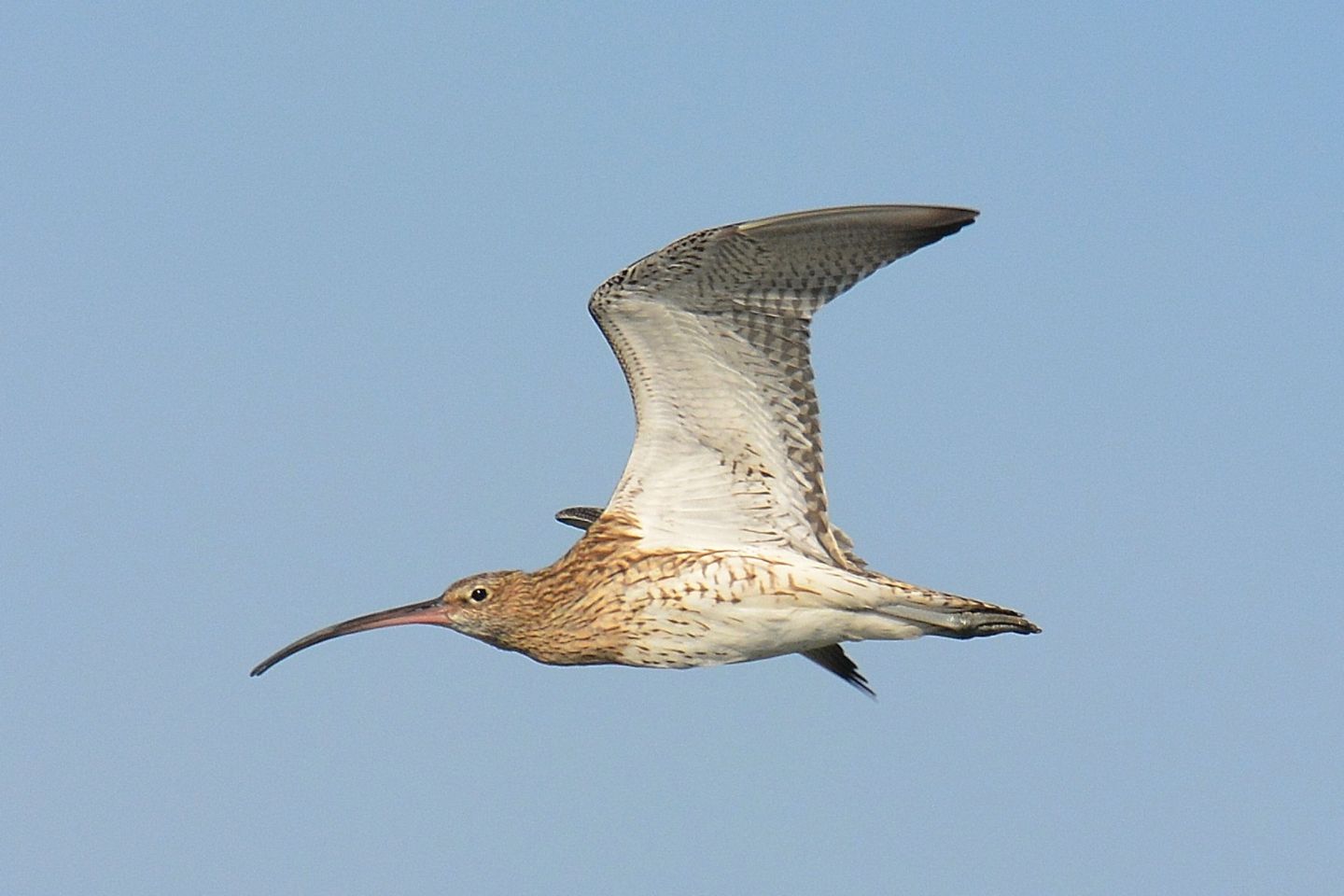 Chiurlo ?  S, Chiurlo maggiore (Numenius arquata)