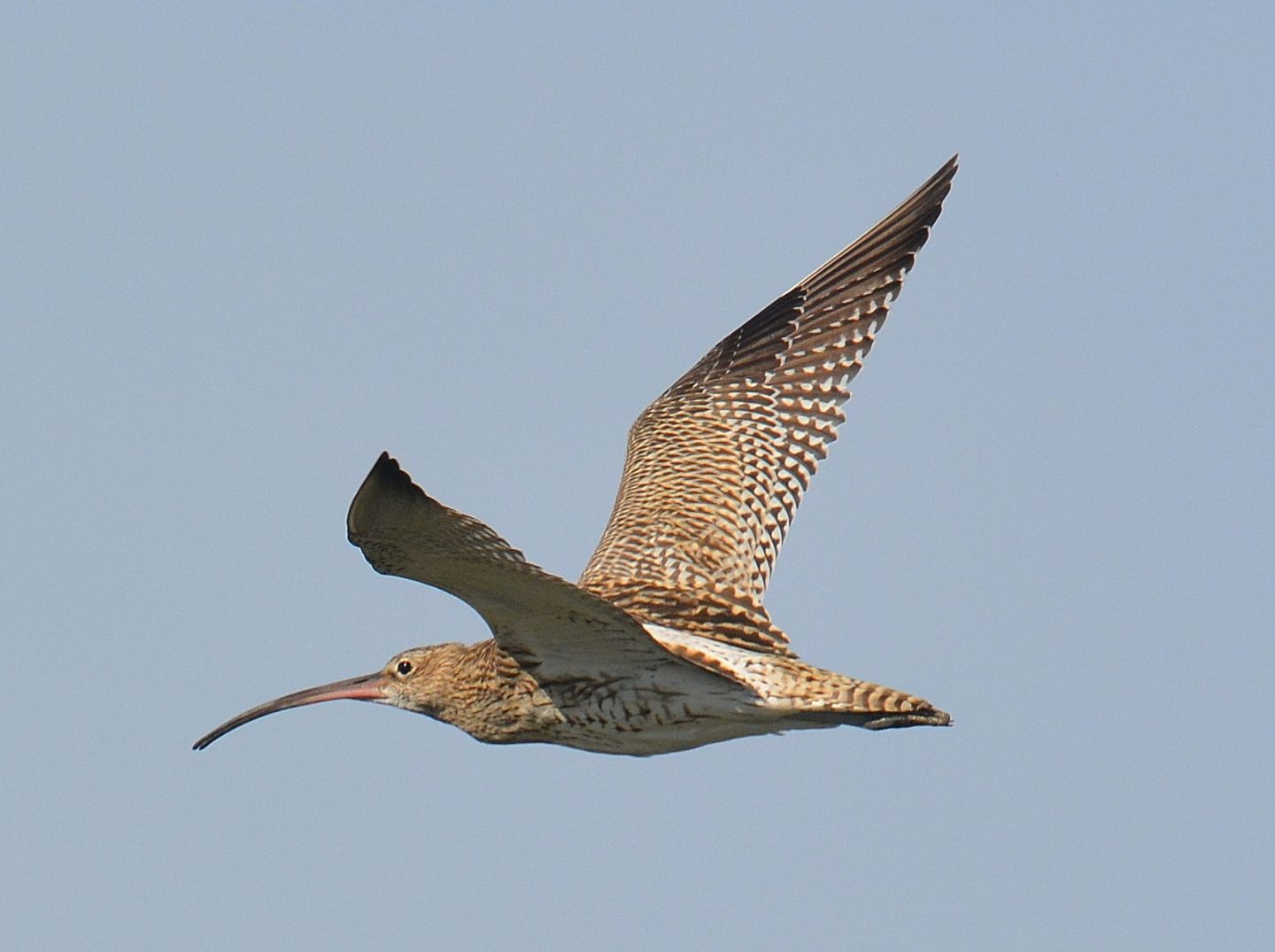 Chiurlo ?  S, Chiurlo maggiore (Numenius arquata)