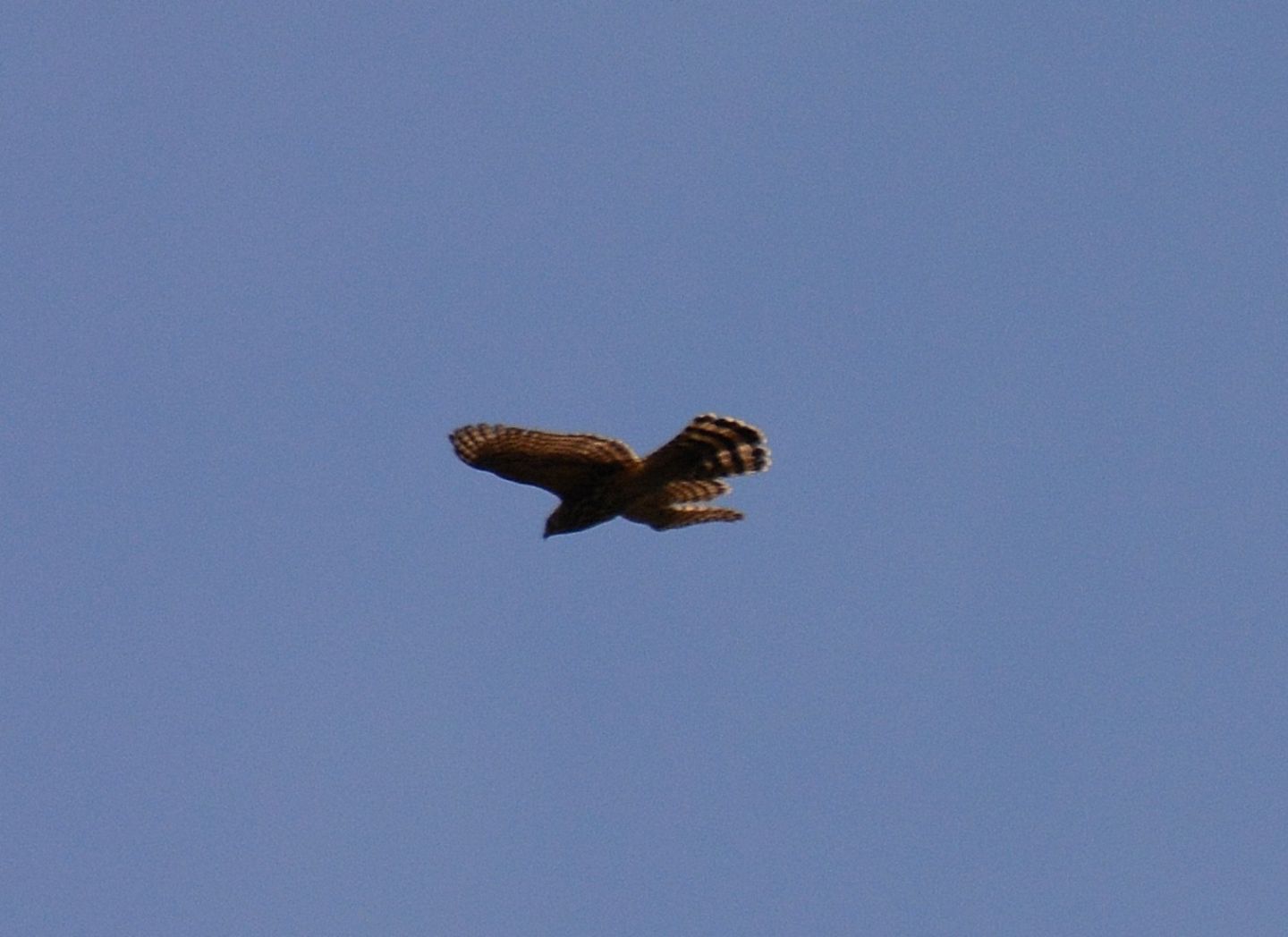 Astore (Accipiter gentilis)