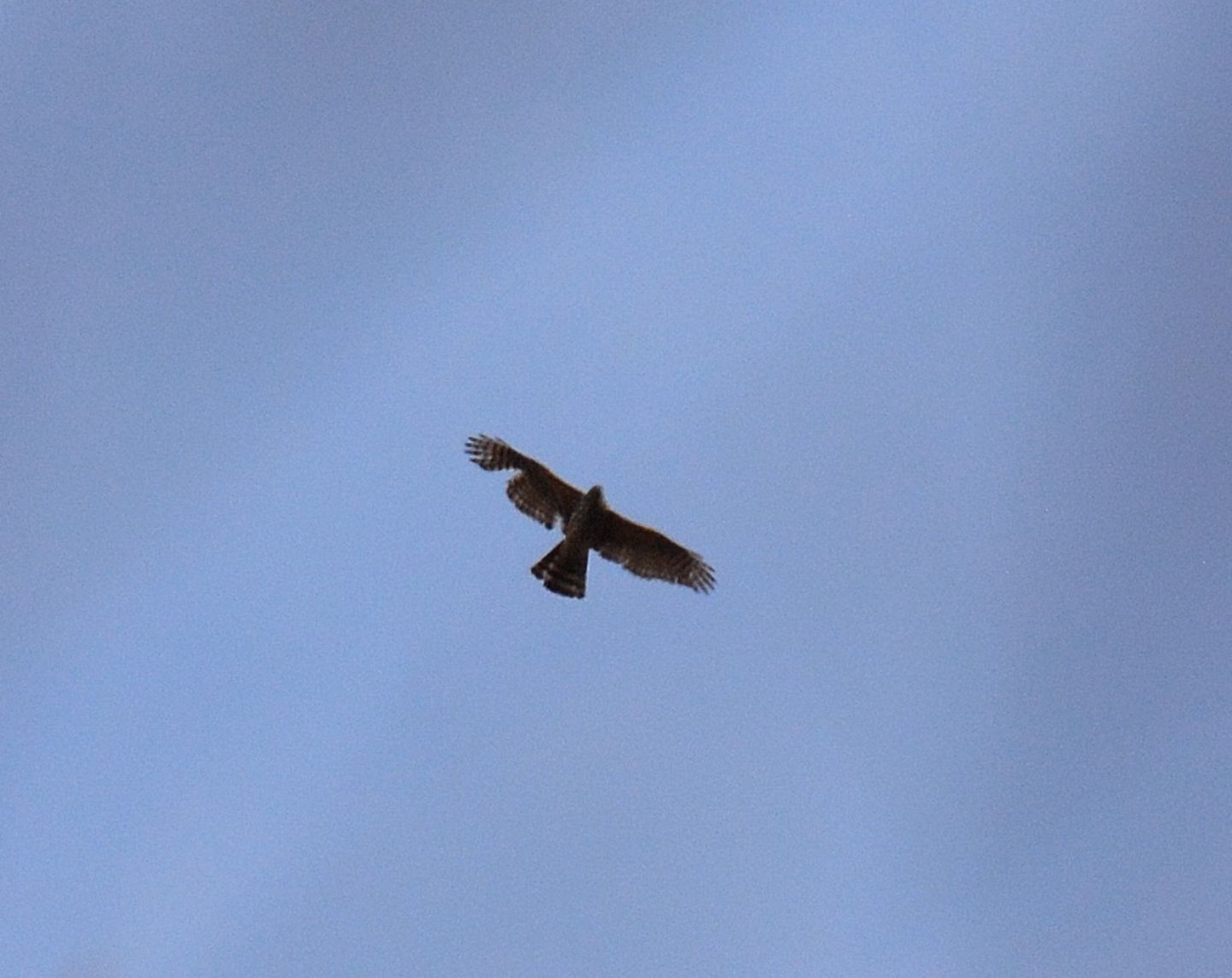 Astore (Accipiter gentilis)