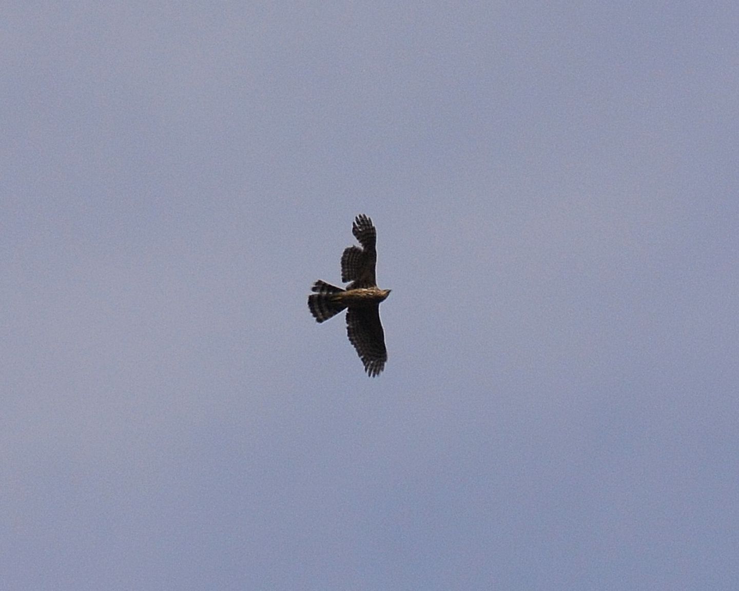 Astore (Accipiter gentilis)