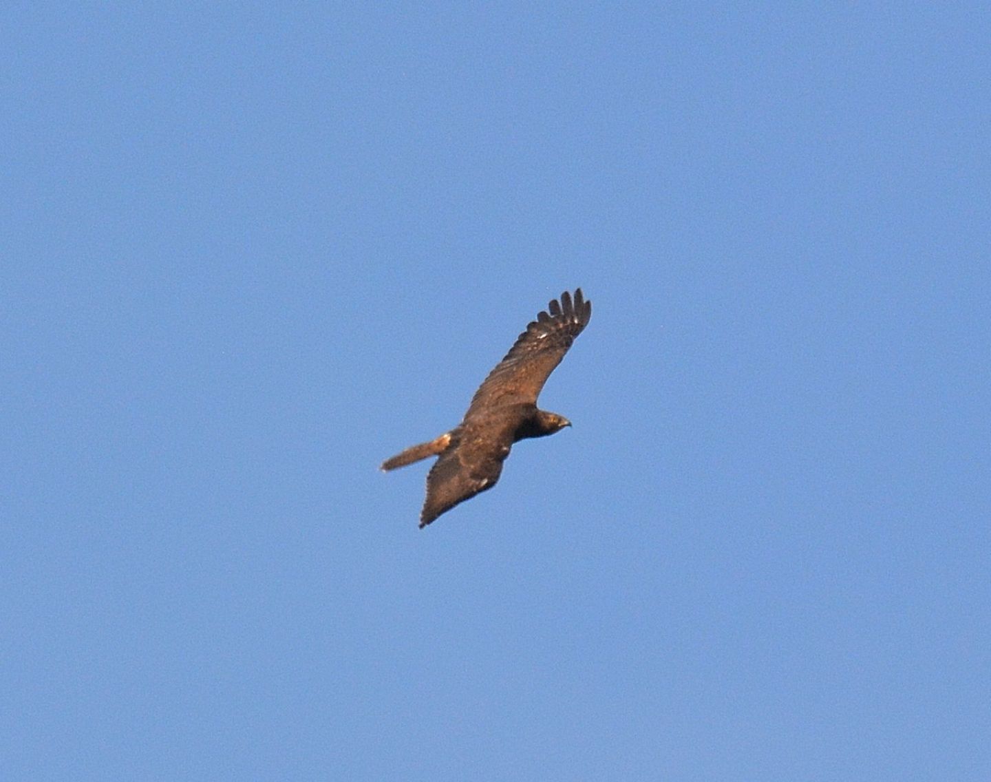 Falco pecchiaiolo (Pernis apivorus)