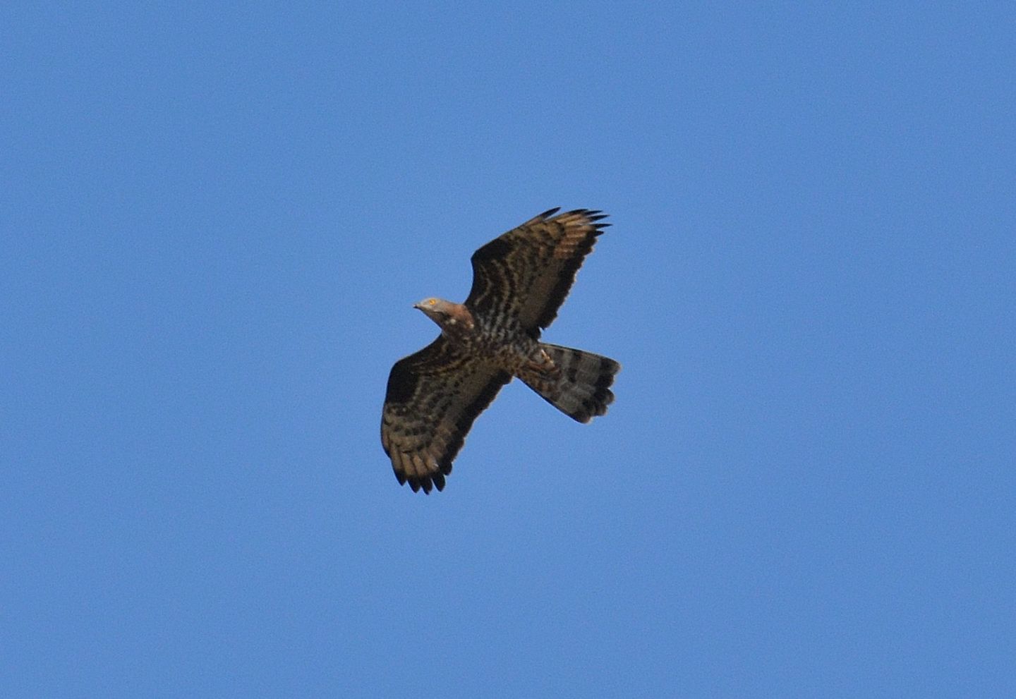 Falco pecchiaiolo (Pernis apivorus)